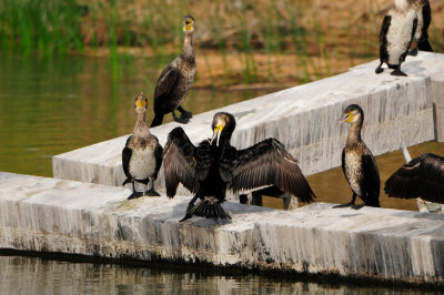 Qurum National Park Muscat Oman 12-6-12 1337.JPG