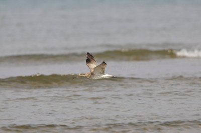 Qurum National Park Muscat Oman 12-6-12 1290.JPG