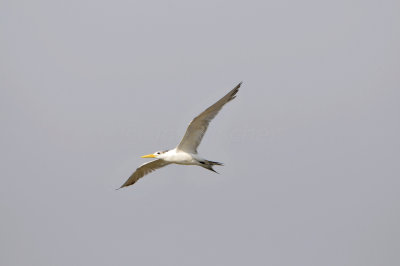 Swift Tern aka Great Crested Tern