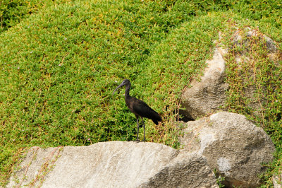 Qurum National Park Muscat Oman 12-6-12 1319.JPG