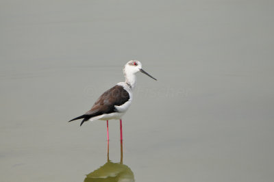 Qurum National Park Muscat Oman 12-6-12 1322.JPG