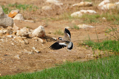 Qurum National Park Muscat Oman 12-6-12 1340.JPG