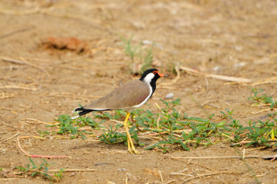 Qurum National Park Muscat Oman 12-6-12 1353.JPG