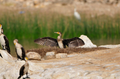 Qurum National Park Muscat Oman 12-6-12 1324.JPG