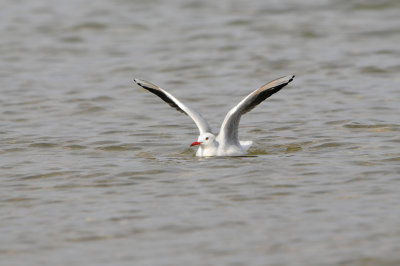 Qurum National Park Muscat Oman 12-6-12 1305.JPG