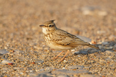 Sur Oman 12-10-12 2350.JPG