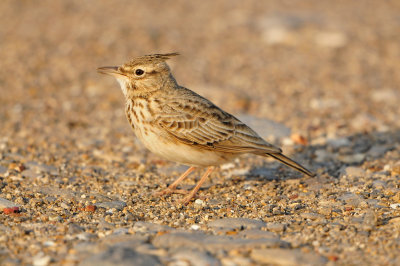 Sur Oman 12-10-12 2351.JPG