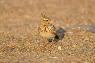 Sur Oman 12-10-12 2354.JPG