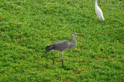 Qurum National Park Muscat Oman 12-6-12 1366.JPG