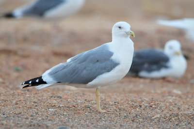 Sur Oman 12-8-12 1999.JPG