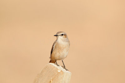 Sur Oman 12-10-12 2536.JPG