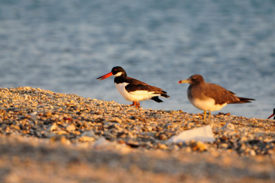 Sur Oman 12-11-12 2603.JPG