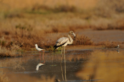 Sur Water Treatment Plant Oman 12-4-12 0204.JPG