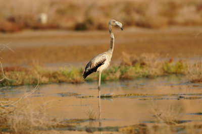 Sur Water Treatment Plant Oman 12-4-12 0212.JPG