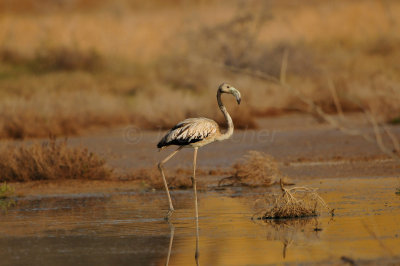 Sur Water Treatment Plant Oman 12-4-12 0232.JPG