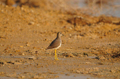 Sur Water Treatment Plant Oman 12-4-12 0281.JPG
