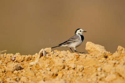 Sur Water Treatment Plant Oman 12-4-12 0337.JPG