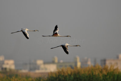 Sur Water Treatment Plant Oman 12-4-12 0260.JPG