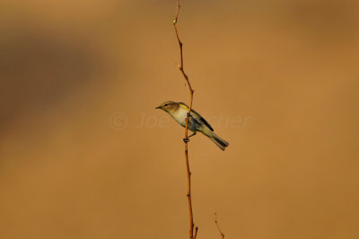 Sur Water Treatment Plant Oman 12-4-12 0412.JPG