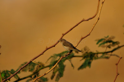 Sur Water Treatment Plant Oman 12-4-12 0415.JPG