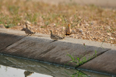 Sur Water Treatment Plant Oman 12-4-12 0468.JPG