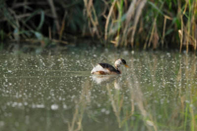 Sur Water Treatment Plant Oman 12-5-12 0480.JPG