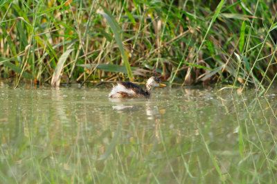 Sur Water Treatment Plant Oman 12-5-12 0484.JPG