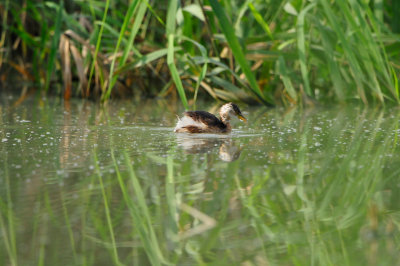 Sur Water Treatment Plant Oman 12-5-12 0488.JPG