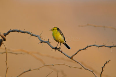 Sur Water Treatment Plant Oman 12-7-12 1922.JPG