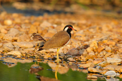 Sur Water Treatment Plant Oman 12-9-12 2136.JPG