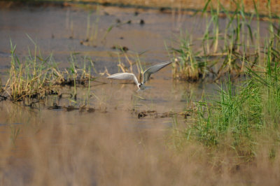 Sur Water Treatment Plant Oman 12-4-12 0433.JPG