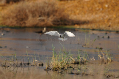 Sur Water Treatment Plant Oman 12-4-12 0436.JPG