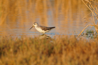 Sur Water Treatment Plant Oman 12-9-12 2145.JPG