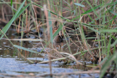 Sur Water Treatment Plant Oman 12-9-12 2209.JPG