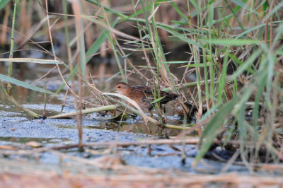Sur Water Treatment Plant Oman 12-9-12 2217.JPG