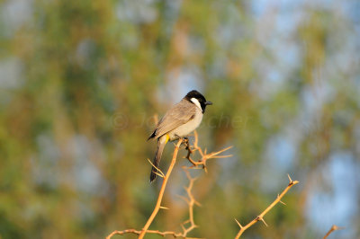 Sur Water Treatment Plant Oman 12-10-12 2386.JPG