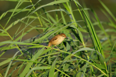 Sur Water Treatment Plant Oman 12-10-12 2455.JPG