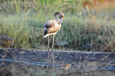 Sur Water Treatment Plant Oman 12-10-12 2425.JPG