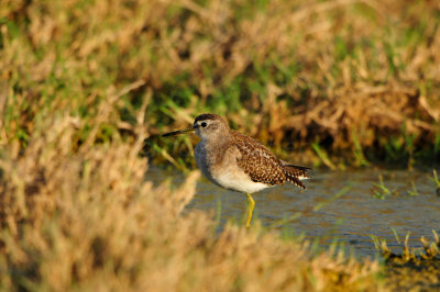 Sur Water Treatment Plant Oman 12-11-12 2640.JPG
