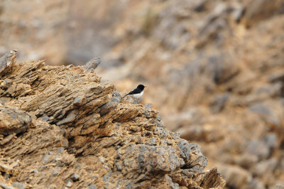 Yiti Oman 12-6-12 1374.JPG
