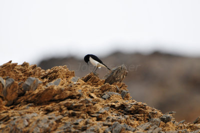 Yiti Oman 12-6-12 1375.JPG