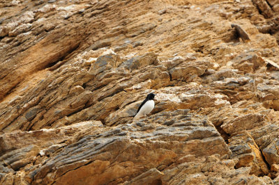Yiti Oman 12-6-12 1376.JPG