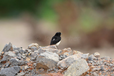 Yiti Oman 12-6-12 1433.JPG