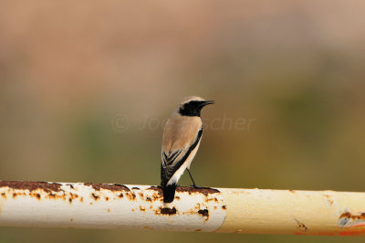 Yiti Oman 12-6-12 1411.JPG