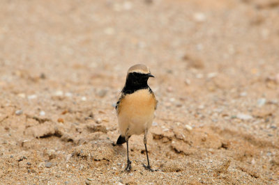 Yiti Oman 12-6-12 1413.JPG