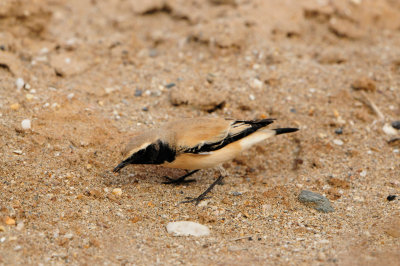 Yiti Oman 12-6-12 1415.JPG