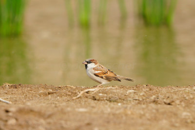 Yiti Oman 12-6-12 1438.JPG