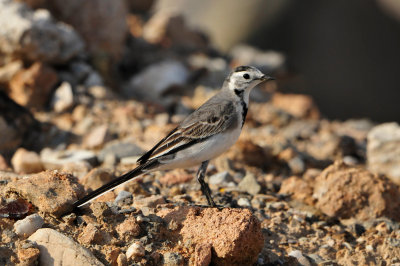 Yiti Oman 12-7-12 1573.JPG