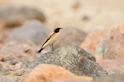 Yiti Oman 12-6-12 1425.JPG