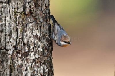 Daingerfield SP 10-8-12 0779.JPG